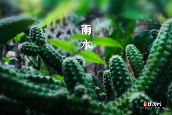 雨水绿色仙人掌